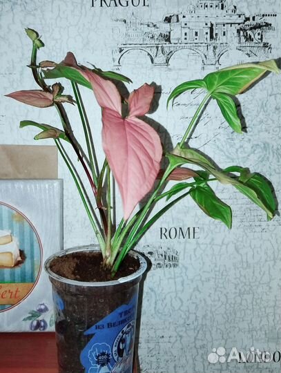 Сингониумы