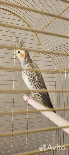 Попугай корелла с клеткой