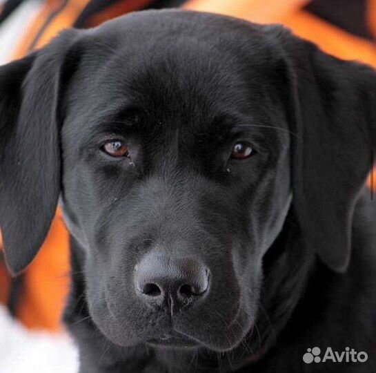 Выгул, дрессировка, передержка собак