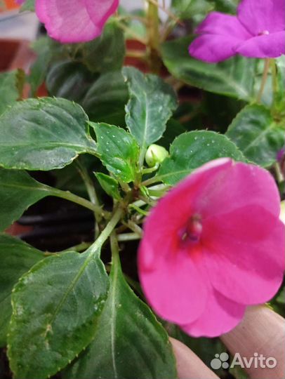 Бальзамин импатиес(ампельный)