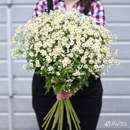 Букет цветов из Ромашек