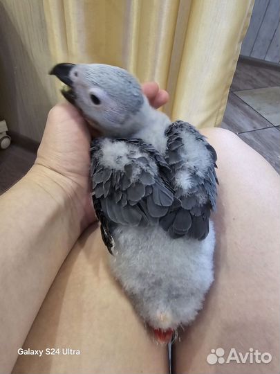 Птенцы крупных говорящих попугаев