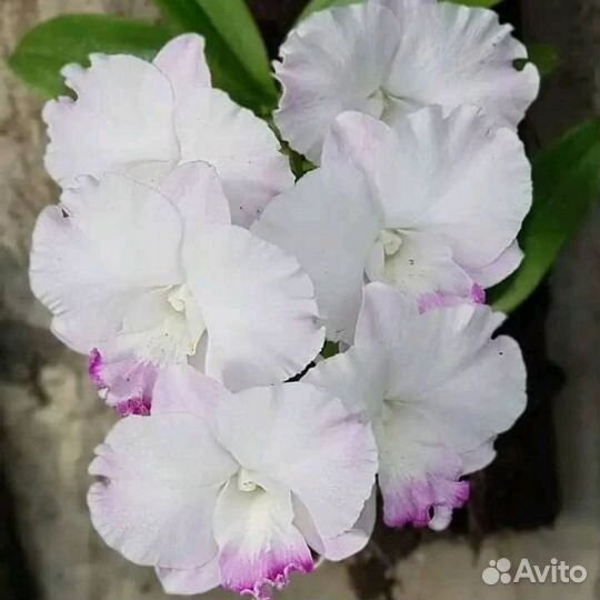 Орхидея дендробиум White Comet