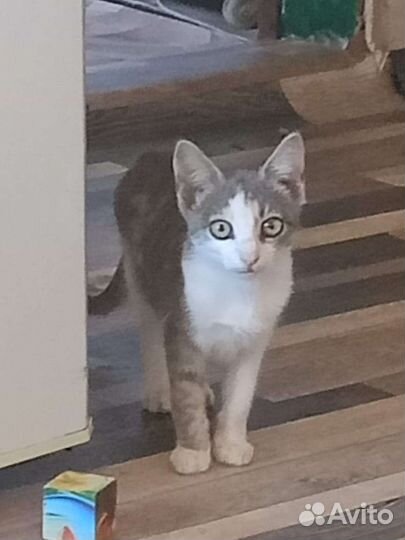 Котик кошечки