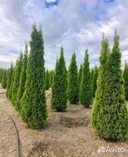 Туя смарагд саженцы