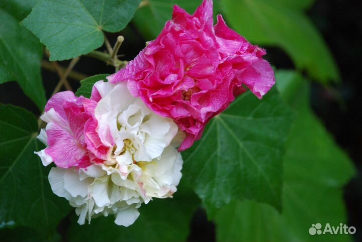 Гибискус изменчивый, Мелалеука