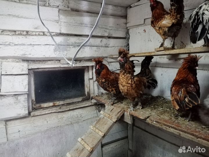 Петухи Павловские