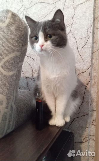 Кошка ищет дом