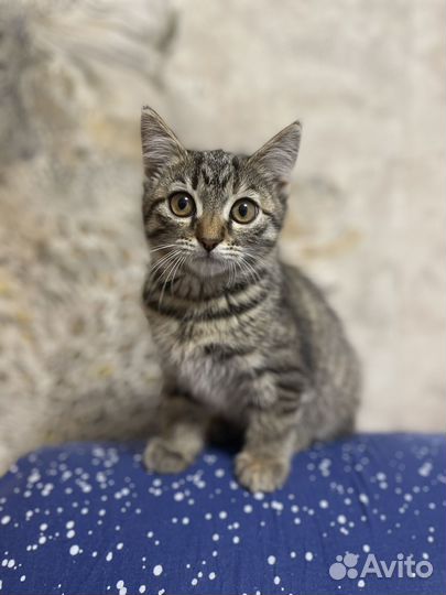 Шотландская кошечка
