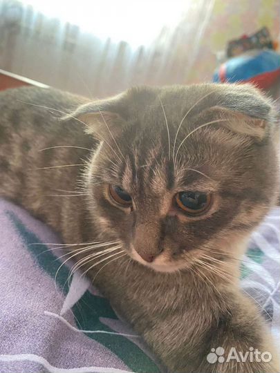 Кошка вислоухая