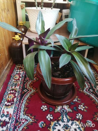 Продам цветок Рео, кактусы, драцена пестролистная