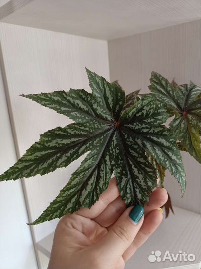 Бегония грифон