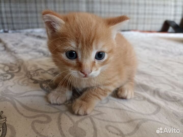 Котики бесплатно в добрые руки