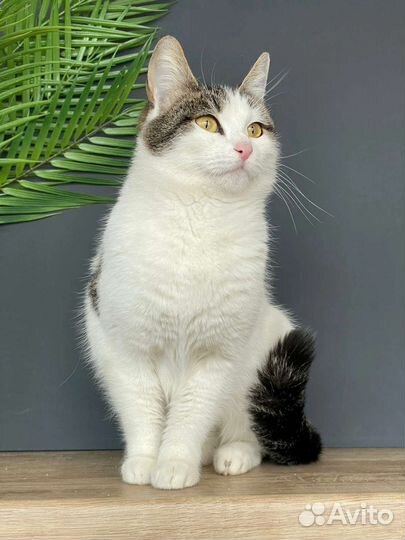 Кошечка Муся в поисках дома