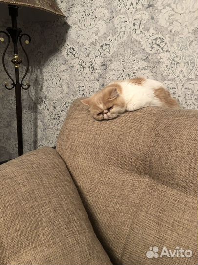 Экзотическая кошка