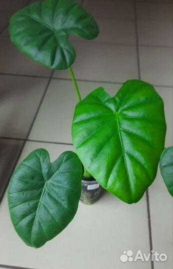 Продам цветы комнатные