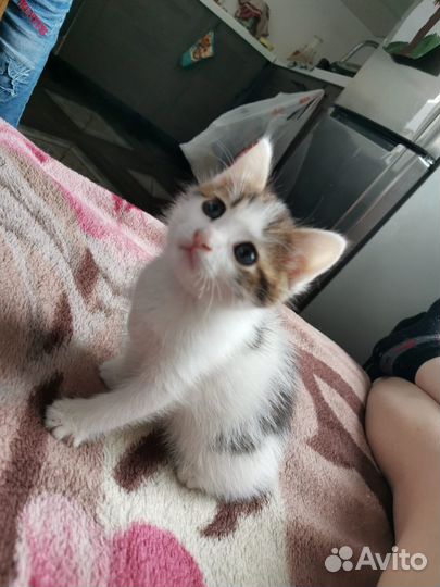 Кот 1,5 месяца в добрые руки