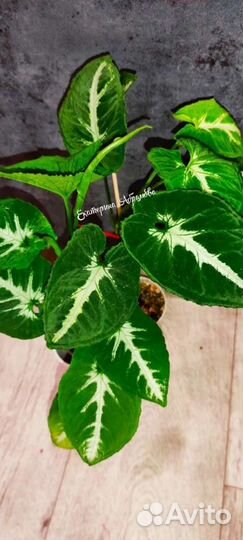 Сингониум Wendlandii Round Leaf