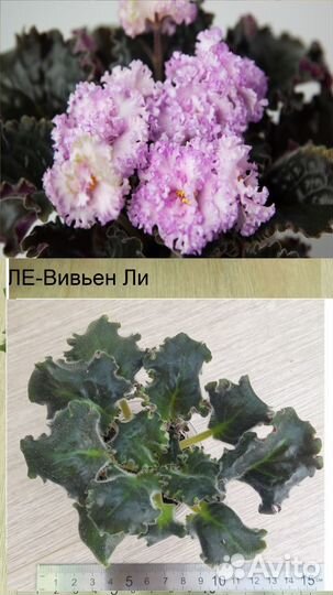 Детки сортовых фиалок