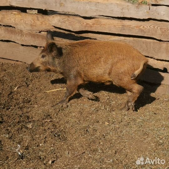 Дикие кабанчики