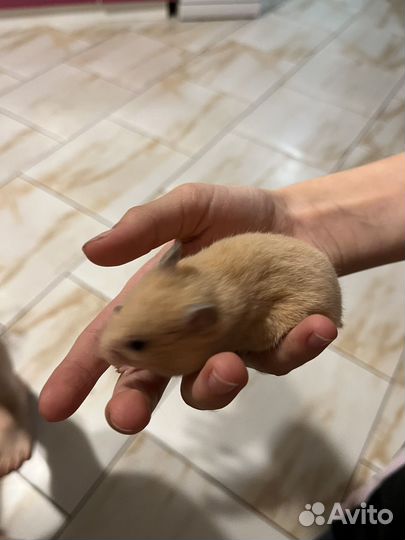 Сирийский хомяк