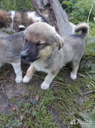 Щенки бесплатно