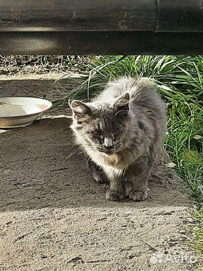 Котенок мейн-кун на улице