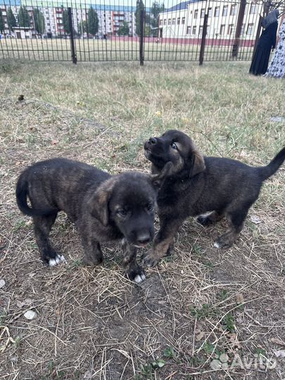 Щенки в добрые руки