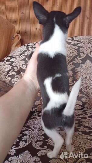 Красивый мальчик чихуа
