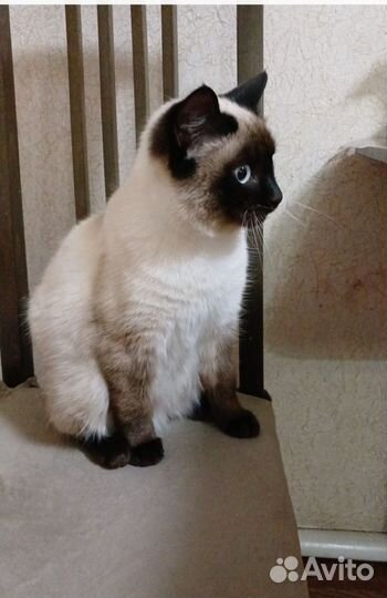 Сиамский кот 8 месяцев