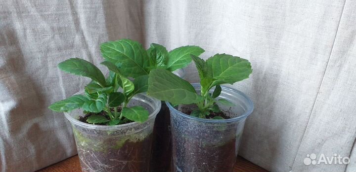 Гортензия крупнолистная