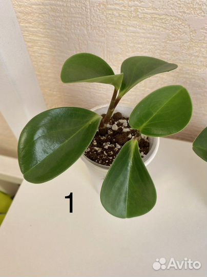 Пеперомия туполистная