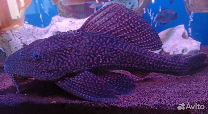 Парчовый сом