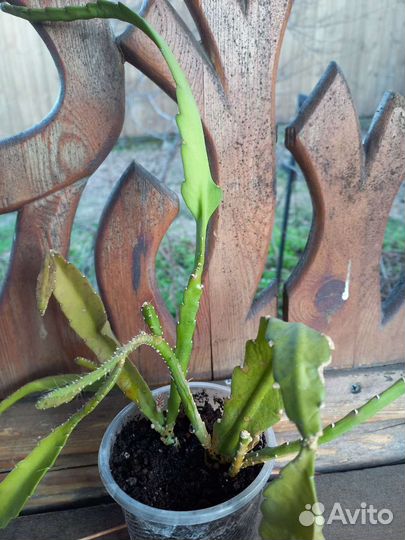 Лесной кактус, отводок