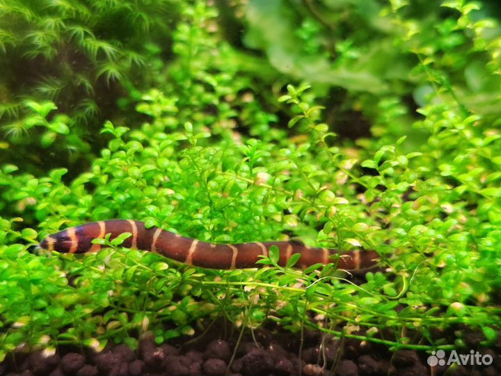 Растения, Аквариумы, камни, коряги