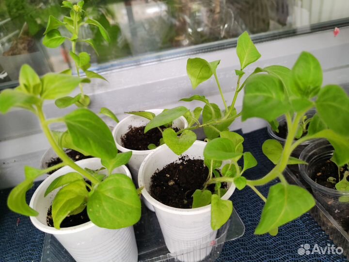 Петунья тайдал