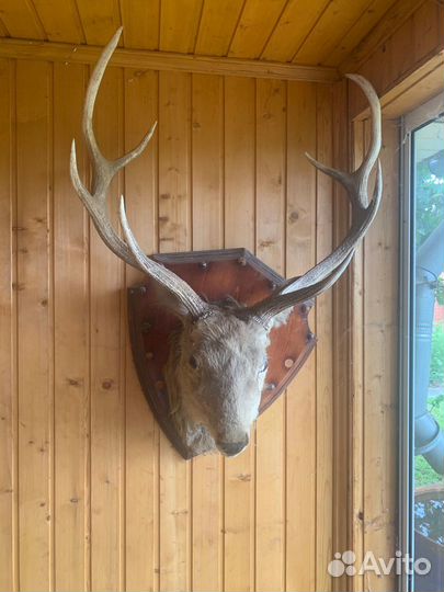 Голова оленя