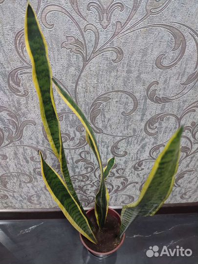Сансевиерия взрослое растение
