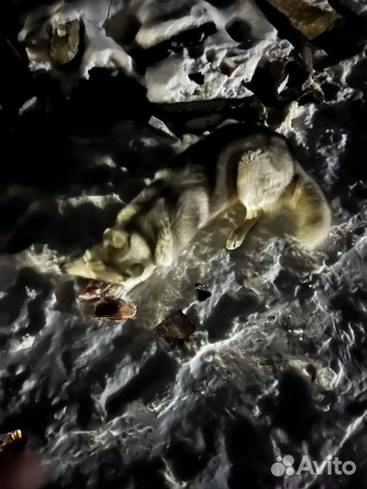 Добрая собака,заберите хозяева с ленина 46 б