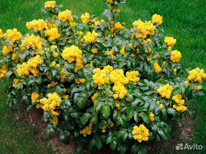 Магония Падуболистная, семена