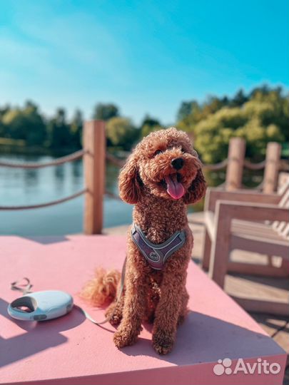 Пудель вязка