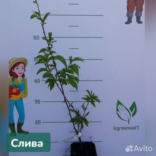 Саженцы Сливы летнего созревания 2х лет