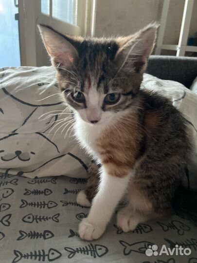 Помогите Уличная девочка, 2 месяца