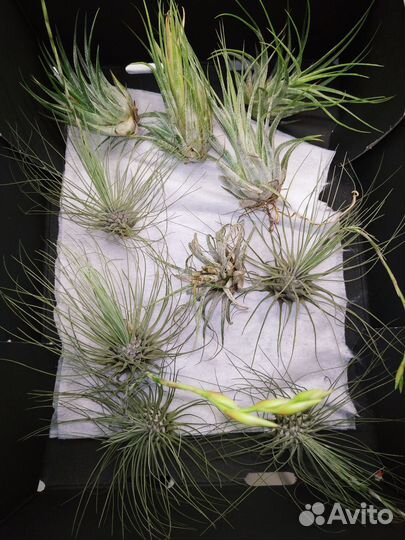 Тилландсии атмосферные