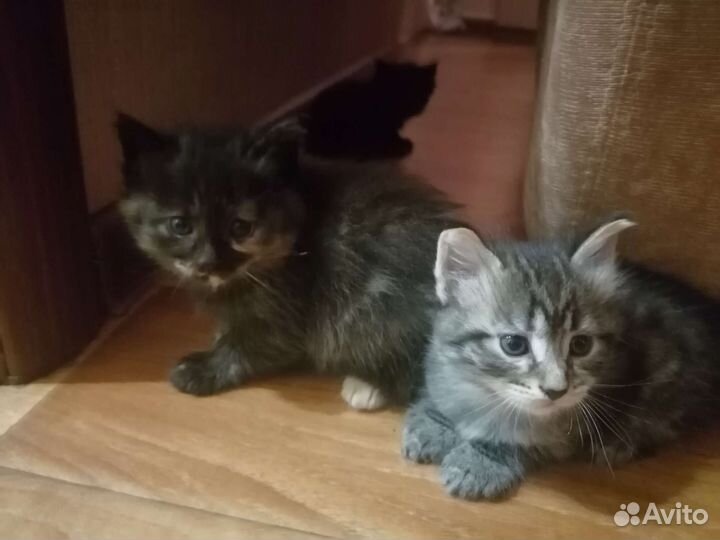 Котята в хорошие руки