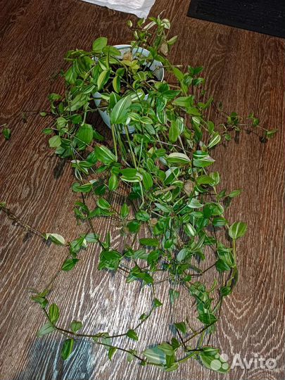 Традесканция yellow hill