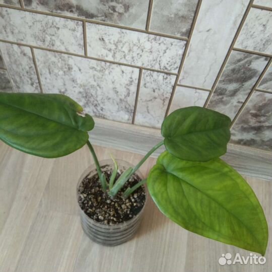 Сингониумы сортовые