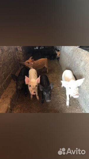 Поросята