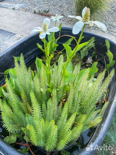 Водные растения в ассортименте