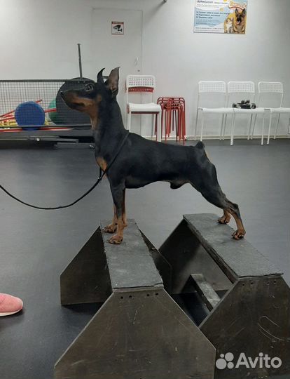 Вязка цвергпинчер